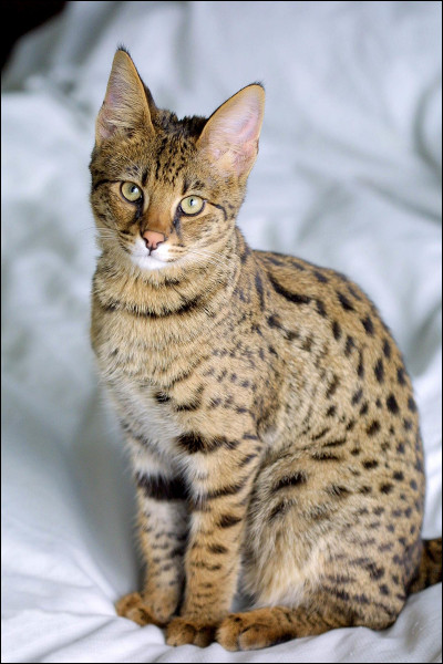 Que donne un chat croisé avec un serval ?