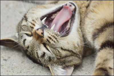 Combien de dents possède un chat adulte ?