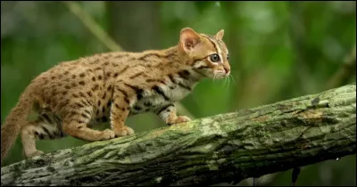 Le chat est le plus petit félin du monde.