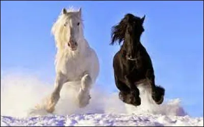 Le clydesdale existe.