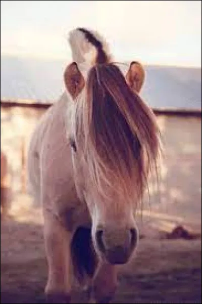 Le cheval de Przevalski existe.