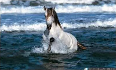 Le paint horse existe.