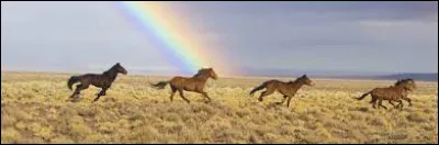 Le trait breton existe.