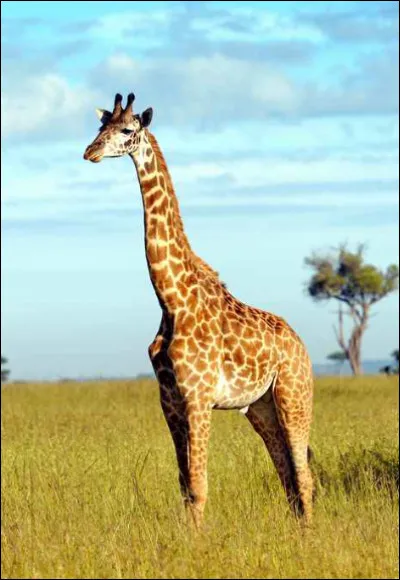 Quel est cet animal ?