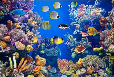 Quels sont ces animaux ?