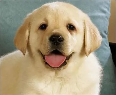 Quel est cet animal ?