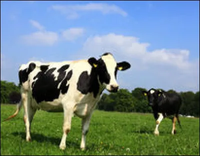 Quel est cet animal ?