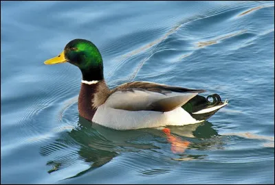 Quel est cet animal ?