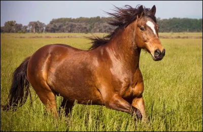 Quel est cet animal ?