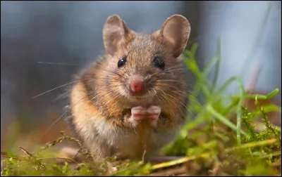 Quel est cet animal ?