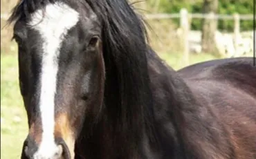 Quiz Galop 3