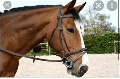 Comment appelle-t-on une liste qui se prolonge jusquau lèvres du cheval ?