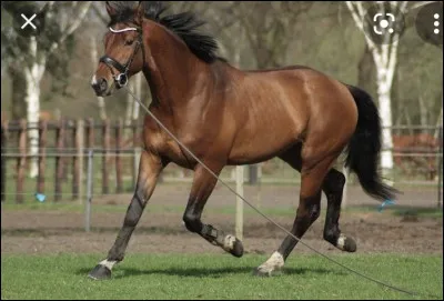 Quel est le mécanisme du trot ?