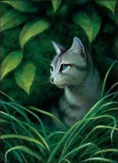 Qui est ce chat des clans ?