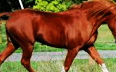 Quiz Galop 4