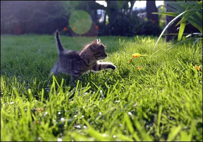Au bout de combien de temps un chaton est-il sevré ?