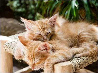 Combien de temps dort un chat adulte par jour ?