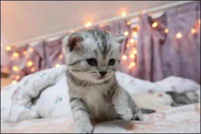 Quelle est, en moyenne, la durée de vie d'un chat ayant accès à l'extérieur ?