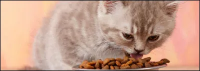 Quel âge a atteint le chat le plus âgé du monde ?