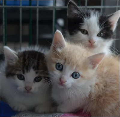 Quel est le trait de caractère principal d'un chat ?