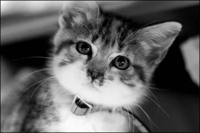 Combien de temps dort un chat dans sa vie en pourcentage ?