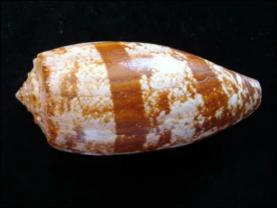 Ce coquillage est l'un des animaux ayant le plus puissant venin au monde.