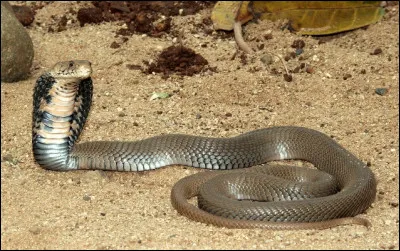 Il existe un cobra qui crache son venin sur ses ennemis.