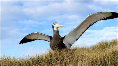 L'albatros fait plus de 5m d'envergure.
