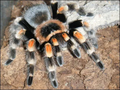 Il existe des mygales albinos.