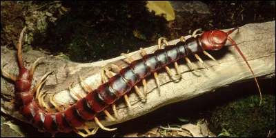 Une scolopendre peut manger des chauves-souris.