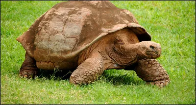 Une tortue a réussi à atteindre les 188 ans.