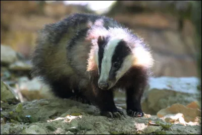 Les blaireaux adorent les poissons.