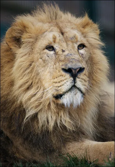 Il existe des lions blancs.