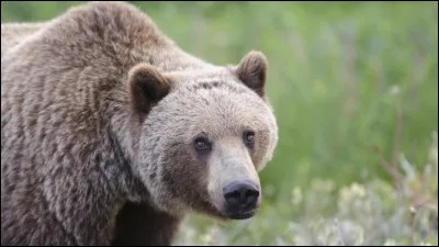 Certains ours sont exclusivement végétariens.