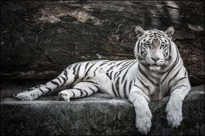 Les tigres blancs sont albinos.