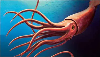 Le calamar géant n'a aucun prédateur (à part l'homme).