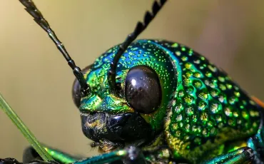 Quiz Insectes