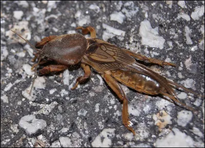 Qu'est-ce que c'est ?