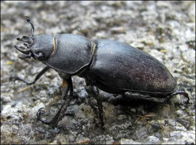 Qui est le plus gros insecte actuel ?
(la photo ne figure pas dans les réponses)
