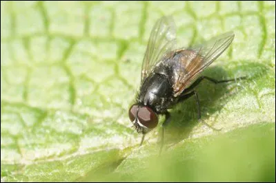 Comment les mouches arrivent-elles à grimper aux murs ?