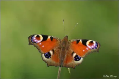 Lequel n'est pas un insecte ?