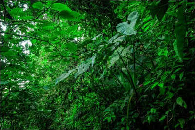 Qu'est-ce que c'est ?