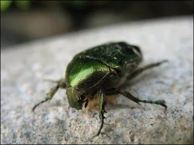Est-ce que les scarabées peuvent voler ?
