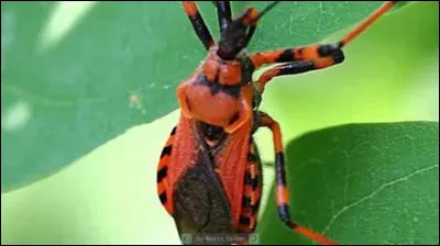 Qu'est-ce que c'est ?