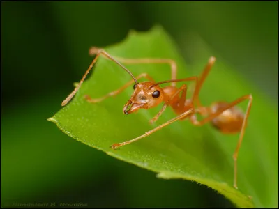 Combien de fois la fourmi tisserande peut-elle porter son propre poids ?