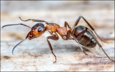 Quelle est l'espèce de fourmi la plus dangereuse ?