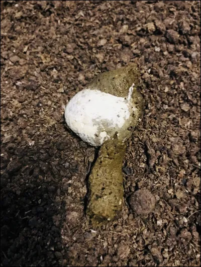 Un oiseau te lâche une fiente sur l'épaule. Tu :