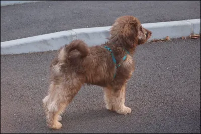 Aimes-tu les chiens ?