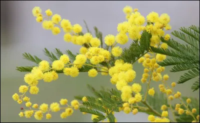 Connais-tu le nom de cette fleur ?