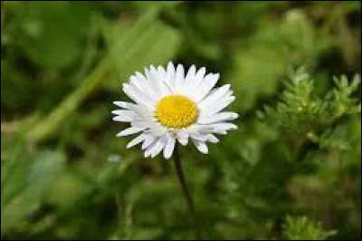 Cette fleur est une :